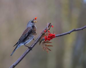 Fieldfare