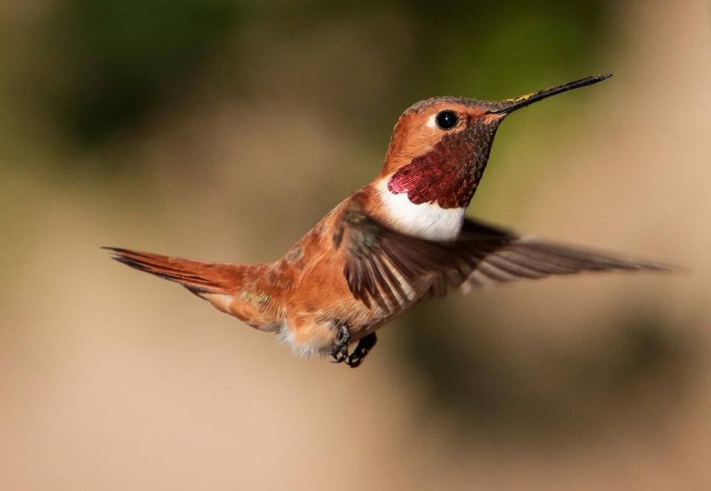 humming bird Kernville California