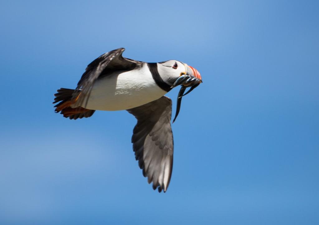 Farne Island Puffin Photo