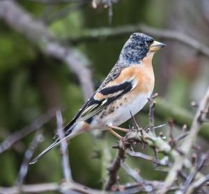 Brambling