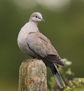 Collared dove