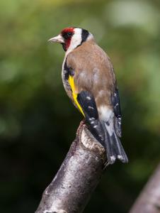 Goldfinch