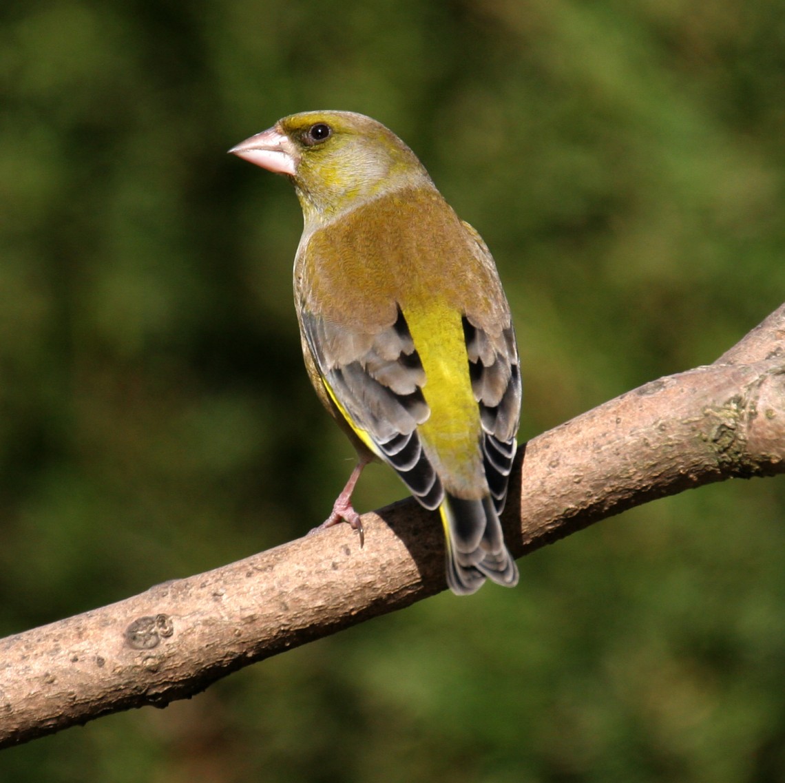 Greenfinch