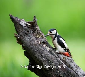 great-spotted-wood-pecker