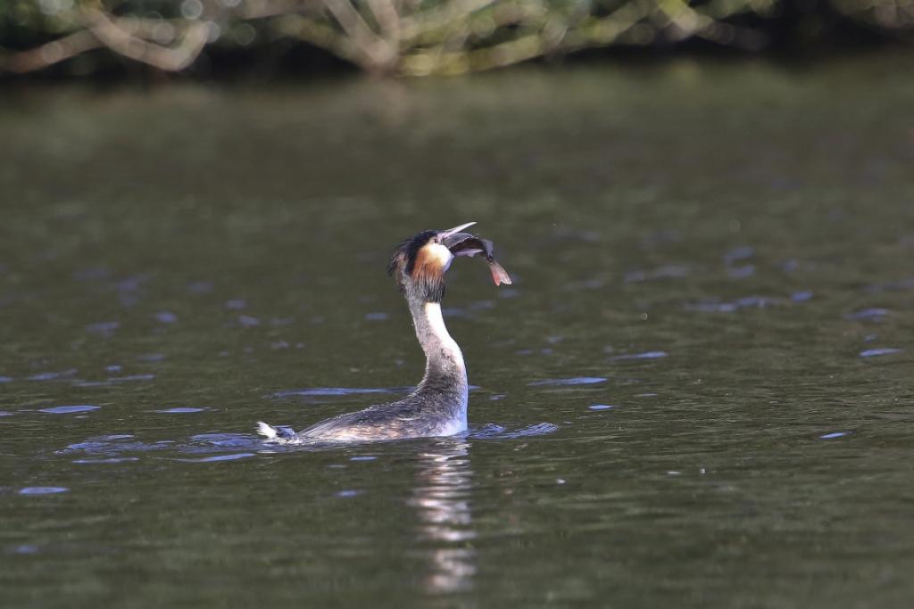 Great Crested Grebe