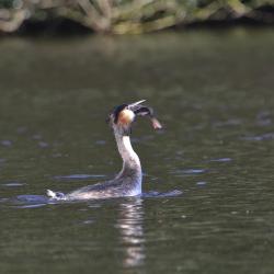 Great Crested Grebe