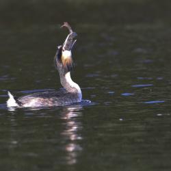 Great Crested Grebe