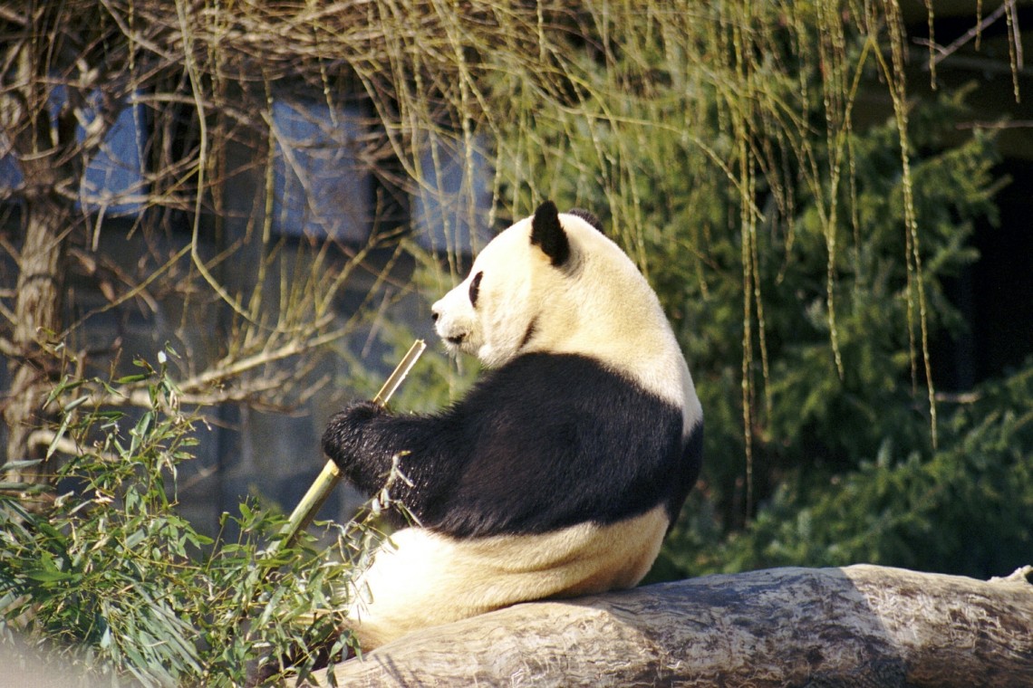 giant panda